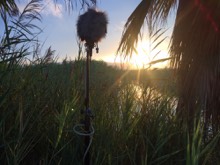 Ebro Delta National Park — field recording